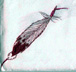 red-tied feather